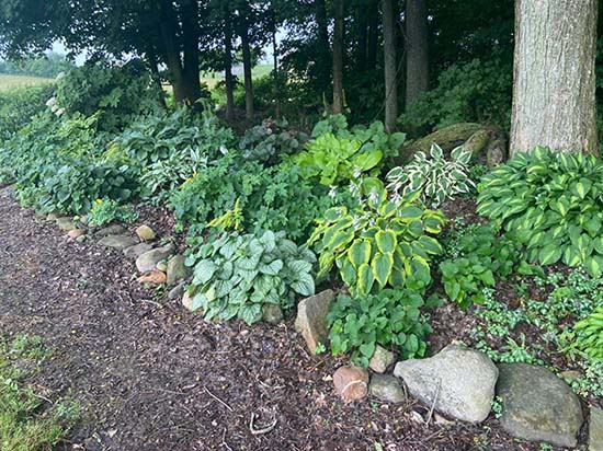 Display Beds Country Colors Greenhouse Ohio