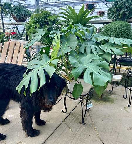 Country Colors Greenhouse Ohio Doggy