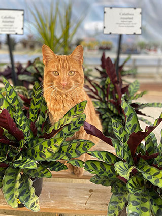 Country Colors Greenhouse Ohio Kitty