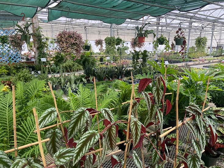 Display Beds Country Colors Greenhouse Ohio