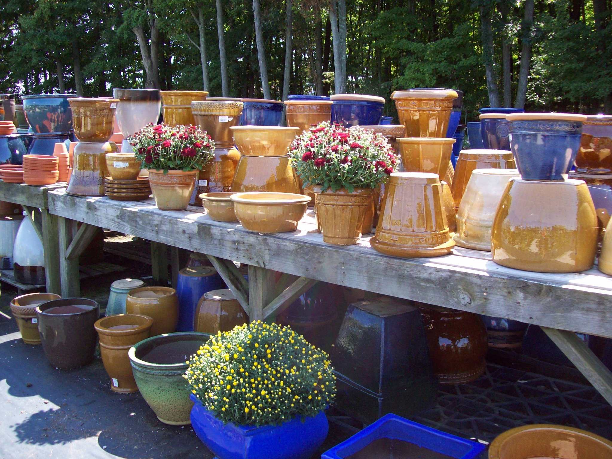 Country Colors Greenhouse Ohio Featured